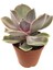 Echeveria Perle Von Nurnberg Sukulent 1