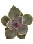 Echeveria Perle Von Nurnberg Sukulent 2