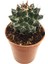 Echinopsis Oxygona Kaktüs 1