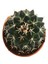 Echinopsis Oxygona Kaktüs 2