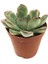 Echeveria Starlite Sukulent 1