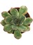 Echeveria Starlite Sukulent 2