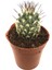 Mamillaria Veronica Kaktüs 1