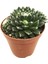 Sempervivum Cebenese Sukulent 1