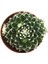 Sempervivum Cebenese Sukulent 2