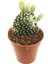 Opuntia Microdasys Beyaz Kaktüs 1