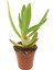 Crassula Campfire Sukulent 1