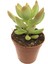 Sedum Adolphii Sukulent 1