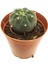 Matucana Madisoniorum Kaktüs 1
