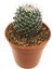 Mamillaria Bombycina Kaktüs 1