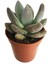 Graptoveria Opalina Sukulent 1