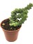 Crassula Marnieriana 1
