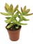 Sedum Nussbaumerianum Sukulent 1