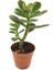 Crassula Feng Shui Para Ağacı 1