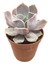 Echeveria Fleur Blanc Sukulent 1