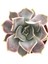 Echeveria Fleur Blanc Sukulent 2