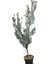 Bursa Gemlik Zeytin Fidanı +150 cm 1