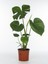 Deve Tabanı Monstera Deliciosa Saksıda 1