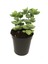 Crassula Rupestrıs Sukulent 1