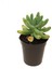 Sedum Pachyphyllum Sukulent 1
