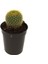 Notocactus Altın Top Kaktüs 1