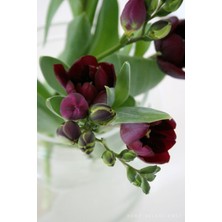 Antalya Tropikal 30 Adet Bordo Frezya Çiçeği ( Freesia ) Soğanı Mis Kokulu Katmerli