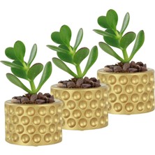 Evene Mini Çiçek Saksı Küçük Sukulent Kaktüs Saksısı 3'lü Set Puantiyeli Model