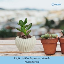 Evene Mini Çiçek Saksı Küçük Sukulent Kaktüs Saksısı Derin Çizgili Spiral Model