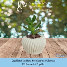 Evene Mini Çiçek Saksı Küçük Sukulent Kaktüs Saksısı Derin Çizgili Spiral Model