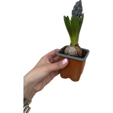 Fidanova Sümbül Teki