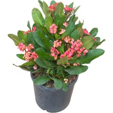 Fidanova Eforbia Milli Dikenler Tacı