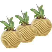Evene Mini Çiçek Saksı Küçük Sukulent Kaktüs Saksısı 3'lü Set Ince Çizgili Spiral