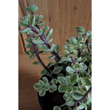 Karla Botanik Sukulent Portulacaria Afra Variegata