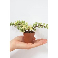 Karla Botanik Sukulent Portulacaria Afra Variegata