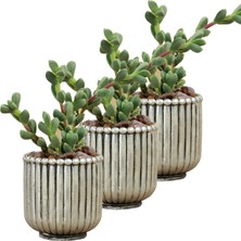 Evene Mini Çiçek Saksı Küçük Sukulent Kaktüs Saksısı 3'lü Set Vintage Düz Çizgili Model