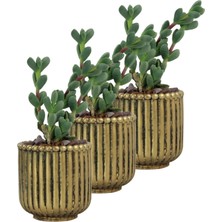 Evene Mini Çiçek Saksı Küçük Sukulent Kaktüs Saksısı 3'lü Set Vintage Düz Çizgili Model