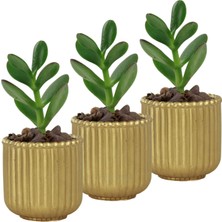 Evene Mini Çiçek Saksı Küçük Sukulent Kaktüs Saksısı 3'lü Set Vintage Düz Çizgili Model