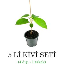Grow Botanik Kivi Fidanı 5'li Set ( 4 Dişi - 1 Erkek) 1 Yaş