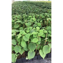 Grow Botanik Kivi Fidanı 5'li Set ( 4 Dişi - 1 Erkek) 1 Yaş