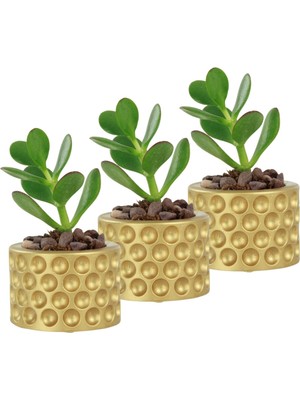 Evene Mini Çiçek Saksı Küçük Sukulent Kaktüs Saksısı 3'lü Set Puantiyeli Model