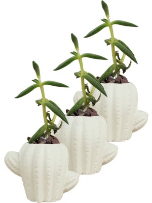 Evene Mini Çiçek Saksı Küçük Sukulent Kaktüs Saksısı 3'lü Set Kaktüs Figür Model