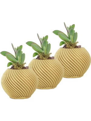 Evene Mini Çiçek Saksı Küçük Sukulent Kaktüs Saksısı 3'lü Set Ince Çizgili Spiral