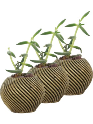 Evene Mini Çiçek Saksı Küçük Sukulent Kaktüs Saksısı 3'lü Set Ince Çizgili Spiral Model