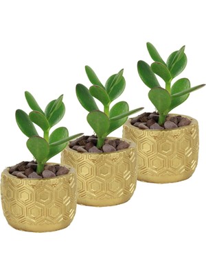 Evene Mini Çiçek Saksı Küçük Sukulent Kaktüs Saksısı 3'lü Set Altıgen