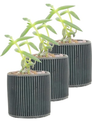 Evene Mini Çiçek Saksı Küçük Sukulent Kaktüs Saksısı 3'lü Set Düz Ince Çizgili Model