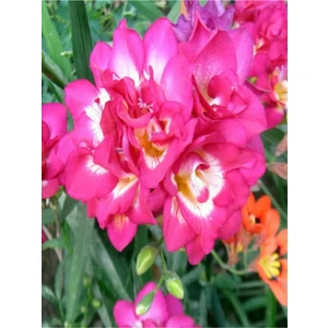 Antalya Tropikal 3 Adet Pembe Frezya Çiçeği ( Freesia ) Soğanı Mis Kokulu Katmerli