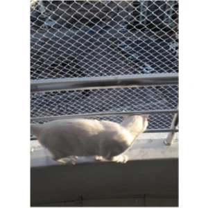 2 x 2 Metre Kedi Koruma Filesi Kedi Filesi Balkon Filesi 1 mm Kedi Güvenlik Filesi