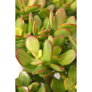 Karla Botanik Sukulent Crassula Ovata