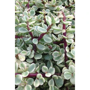 Karla Botanik Sukulent Portulacaria Afra Variegata