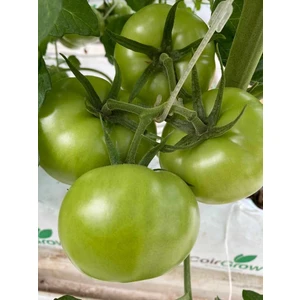 Salkım Tutucu( J Baston ) Destek